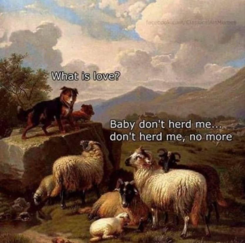 What is love? Baby don't herd me... don't herd me, no more