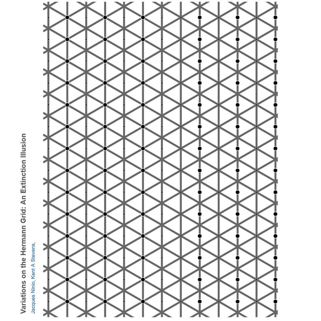Variations on the Hermann Grid: An Extinction Illusion Jacques Ninio, Kent A Stevens, &bull; &bull;&bull; &bull;