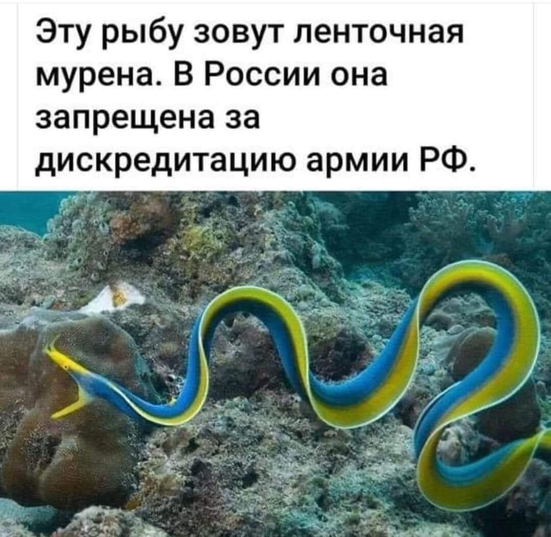 Эту рыбу зовут ленточная мурена. В России она запрещена за дискредитацию армии РФ.