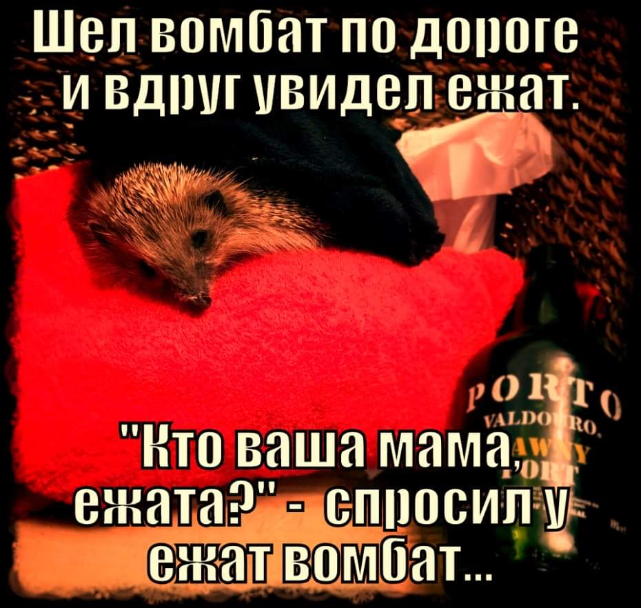 Шел вомбат по дороге и вдруг увидел ежат. PORTO VALDO "Кто ваша мама," ежата?" - спросилу ежат вомбат...