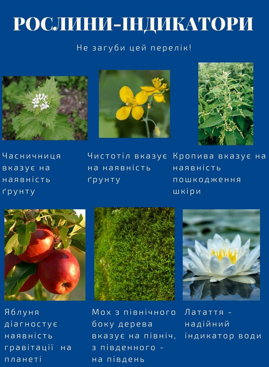 РОСЛИНИ-ІНДИКАТОРИ Не загуби цей перелік! Часничниця вказує на наявність ґрунту Чистотіл вказує Кропива вказує на на наявність наявність ґрунту пошкодження шкіри Яблуня діагностує наявність гравітації на планеті Мох з північного боку дерева вказує на північ, з південного - на південь Латаття - надійний індикатор води