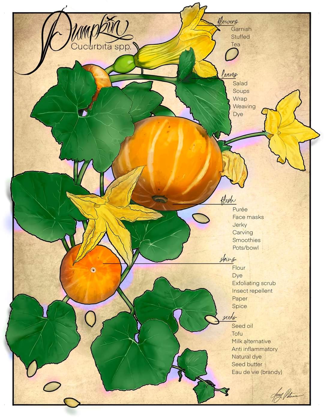 Cucurbita spp. Kowers Garnish Stuffed Tea leaves Salad Soups Wrap Weaving Dye Klesh Pur&eacute;e Face masks Jerky Carving Smoothies Pots/bowl sting Flour Dye Exfoliating scrub Insect repellent Paper Spice seeds Seed oil Tofu Milk alternative Anti inflammatory Natural dye Seed butter Eau de vie (brandy) un tema