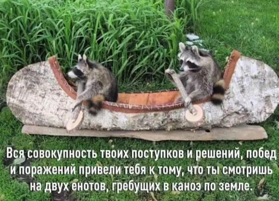 Вся совокупность твоих поступков и решений, побед и поражений привели тебя к тому, что ты смотришь на двух енотов, гребущих в каноз по земле.