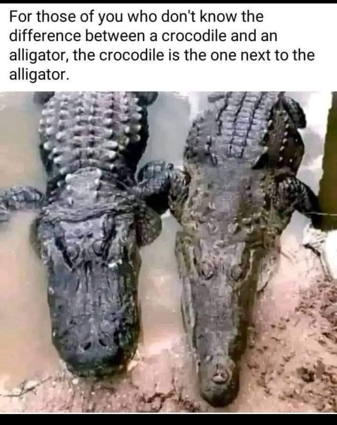 For those of you who don't know the difference between a crocodile and an alligator, the crocodile is the one next to the alligator.
